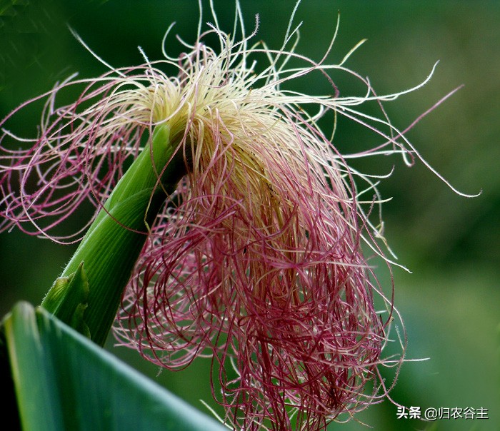 田里庄稼的颜色用四个字怎么形容,庄稼成熟的颜色