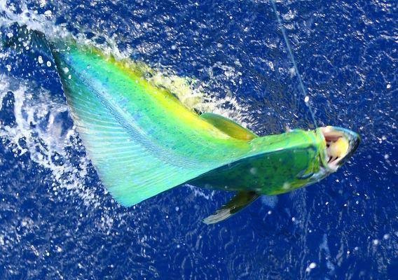 世界各地钓鱼爱好者,世界各地钓鱼的人