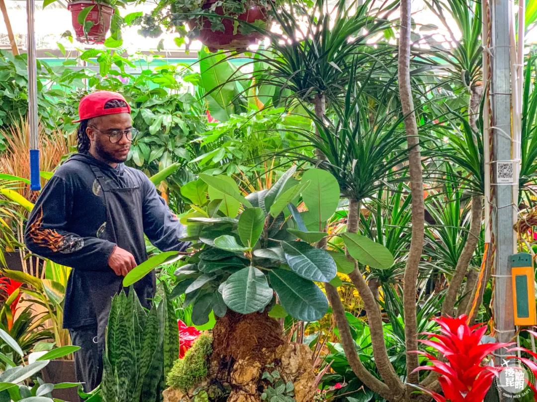 昆明鲜花进货渠道,昆明尚义花市