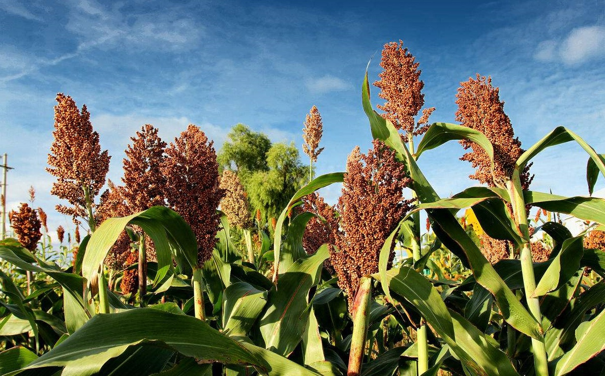 什么样的坤沙酒最好,白酒小知识图片大全