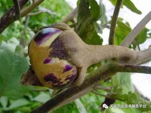 螨虫蓟马蚜虫用什么药,蓟马螨虫红蜘蛛蚜虫