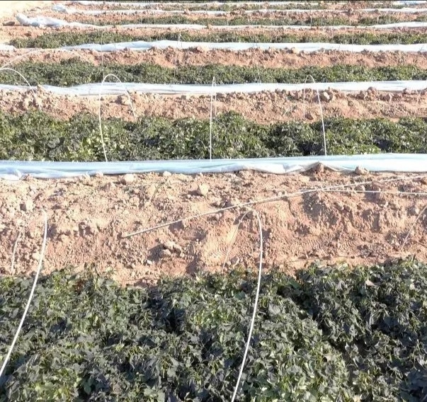 甘薯苗多少温度产生冻害,甘薯收获晚发生冻害