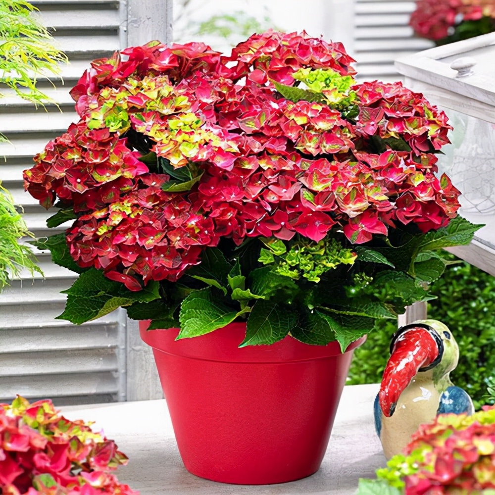 种无尽夏绣球,无尽夏绣球花苗怎么养