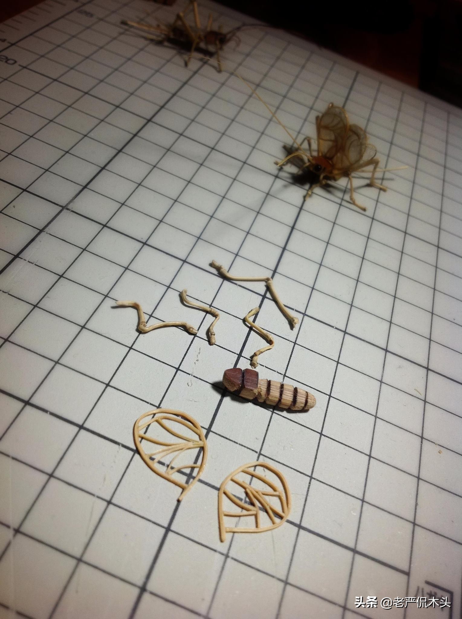 昆虫标本树脂竹节虫,昆虫标本制作竹节虫