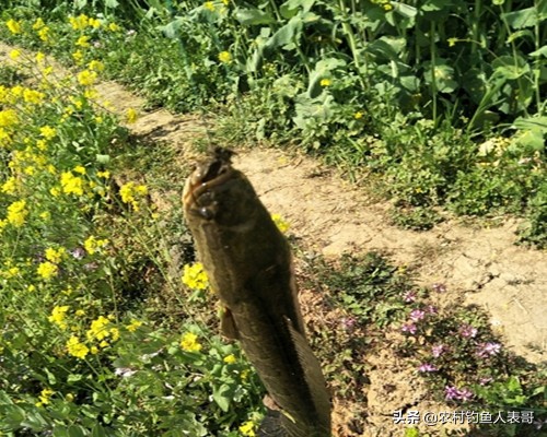 开春升温适合路亚么,春季刚升温路亚怎么钓翘嘴