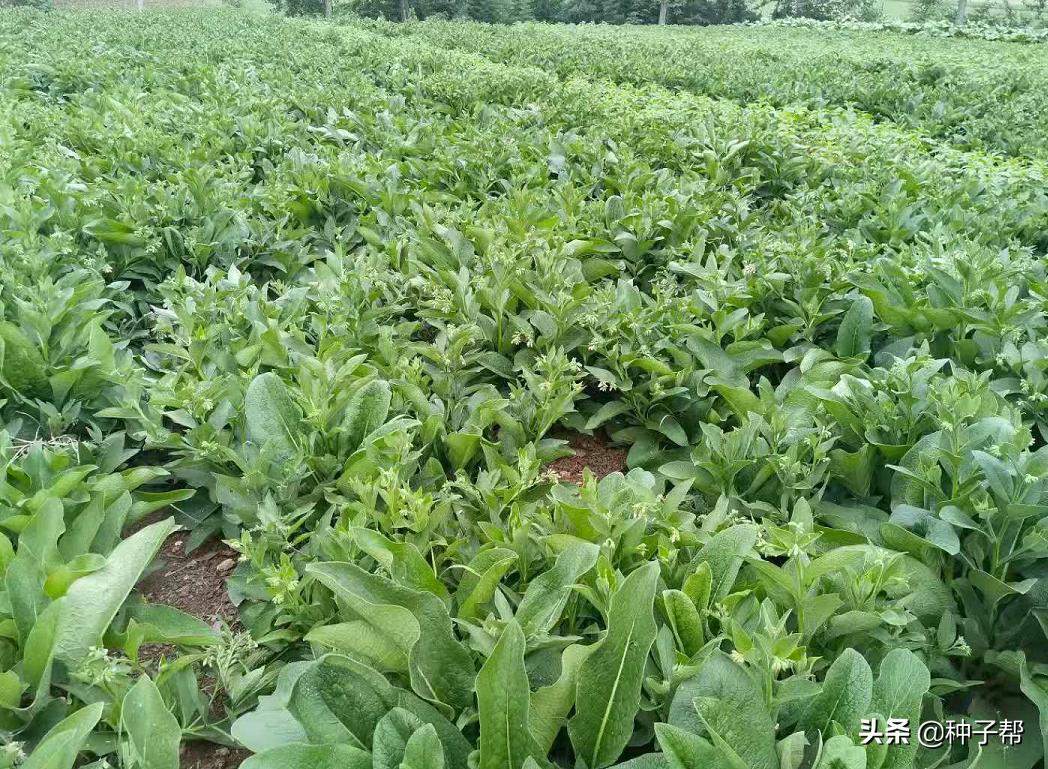 揭秘俄菜假种子,原繁殖种根,市面上假种子是菊苣、鲁梅克斯代替