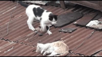 明明绝育了但是还是怀孕了的猫,明明是已经绝育的公猫