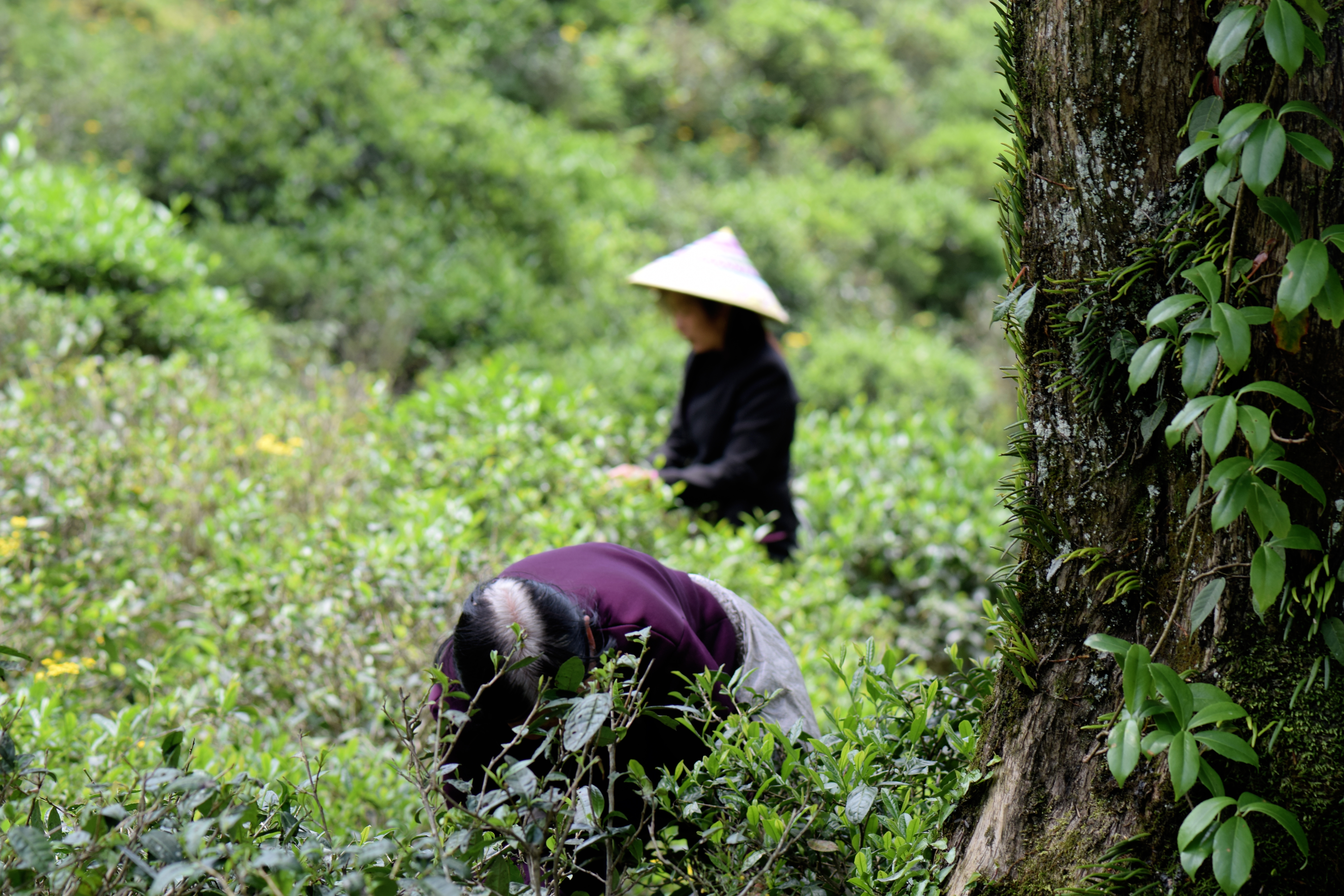 从业十年我所经历的火爆和低迷,茶行业真实揭露