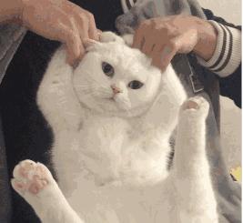 猫咪绝育后还能配猫吗,猫咪绝育冷知识