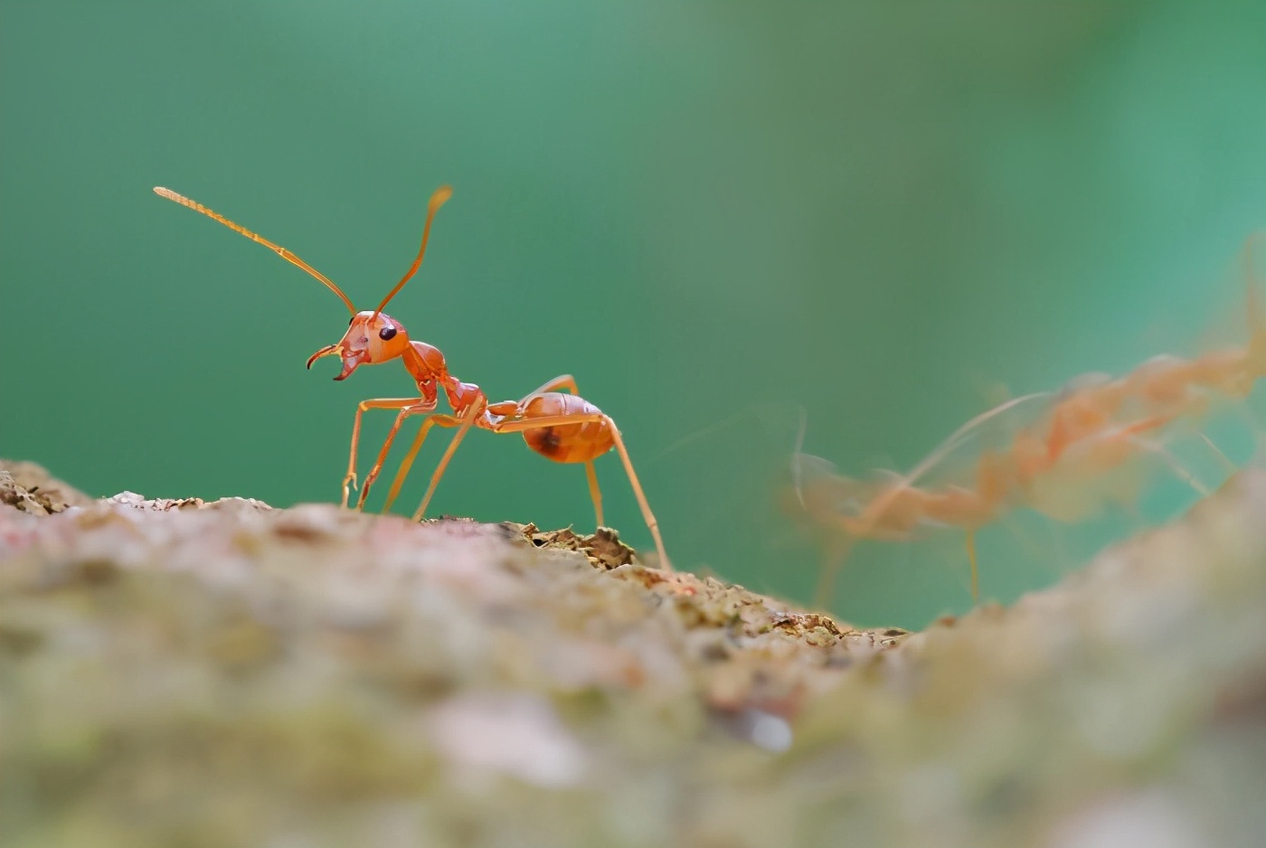 红火蚁侵入时的毒性是什么程度,红火蚁已入侵12省份专家支招
