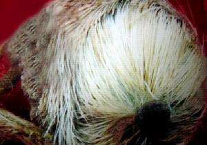 獐头鼠目指什么动物,獐头鼠目面相的女人