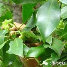 中药药材大全及功效,补肾中药大全及功效