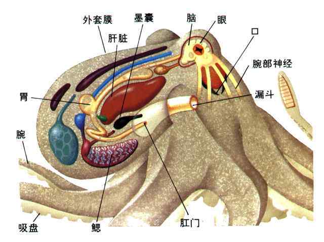 每个章鱼都有一个想要房子的梦想，“房奴”章鱼为何这么喜欢房子