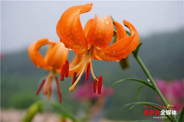 聚焦*安泰**看发展|以花为媒,惠美“泰山•百合和园”田园综合体花开最美乡村