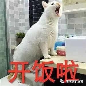 自制猫粮为什么软便,猫咪吃猫粮好还是自制的好