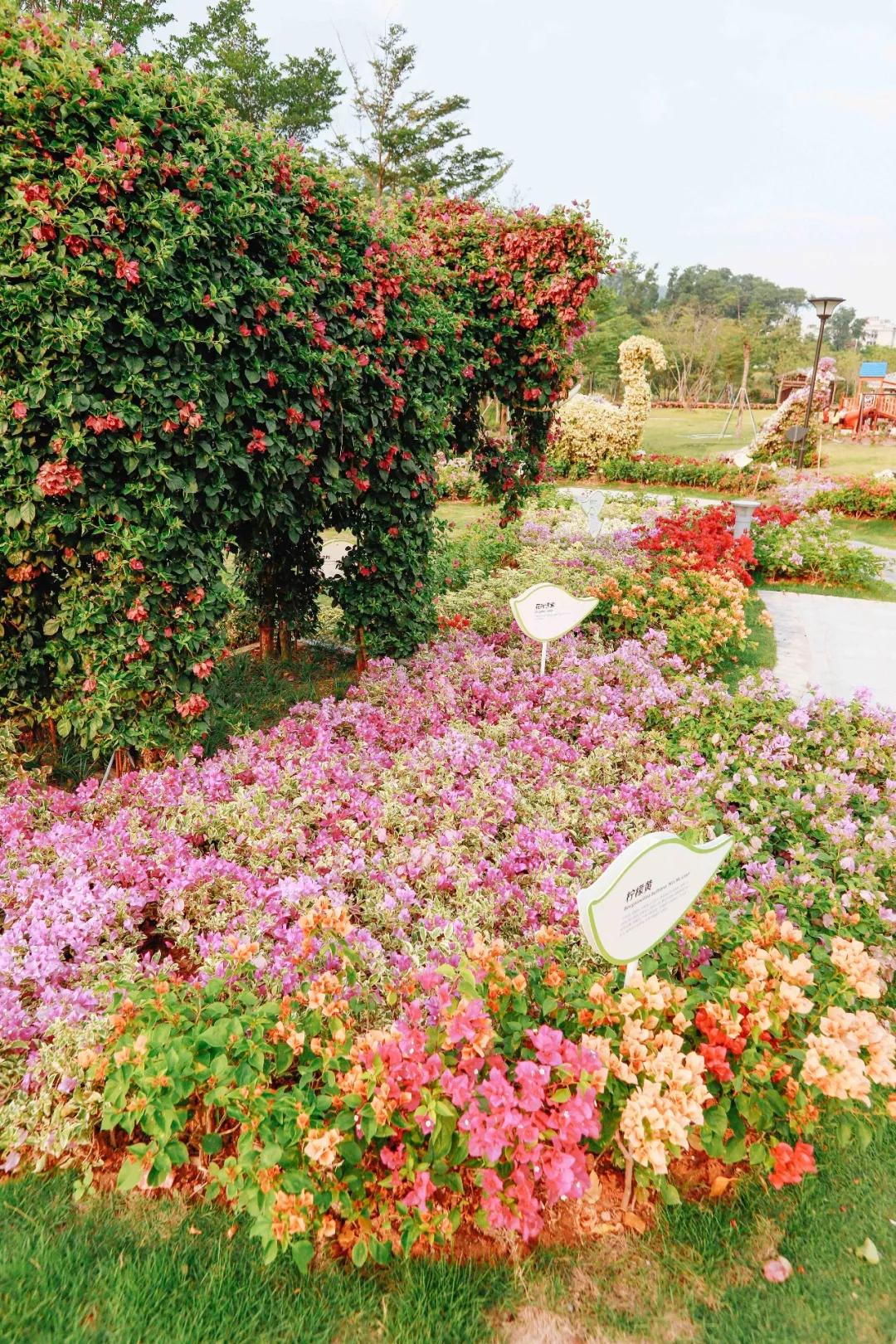 簕竹杜鹃谷公园,好看的杜鹃谷公园