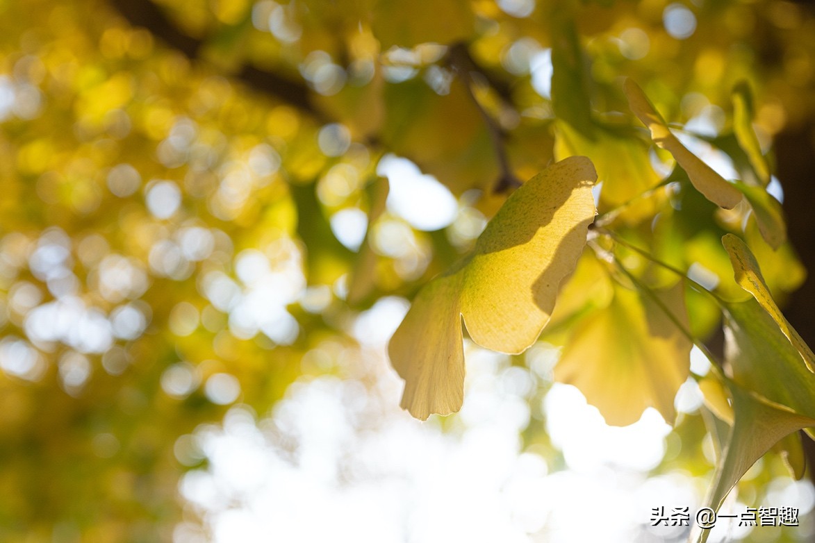 松下16-35f4,松下16-35f4和20-60镜头对比