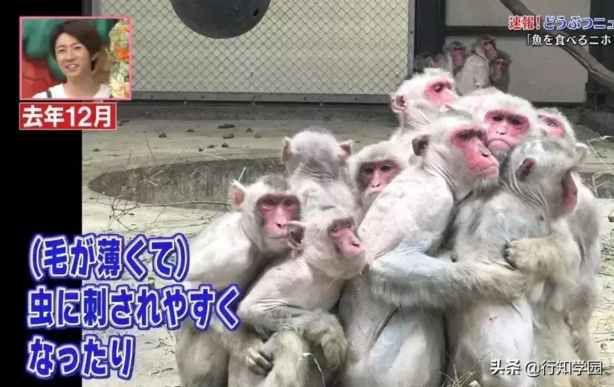 日本猕猴成功开启治疗头秃的大门,麻麻再也不用担心我的头发!
