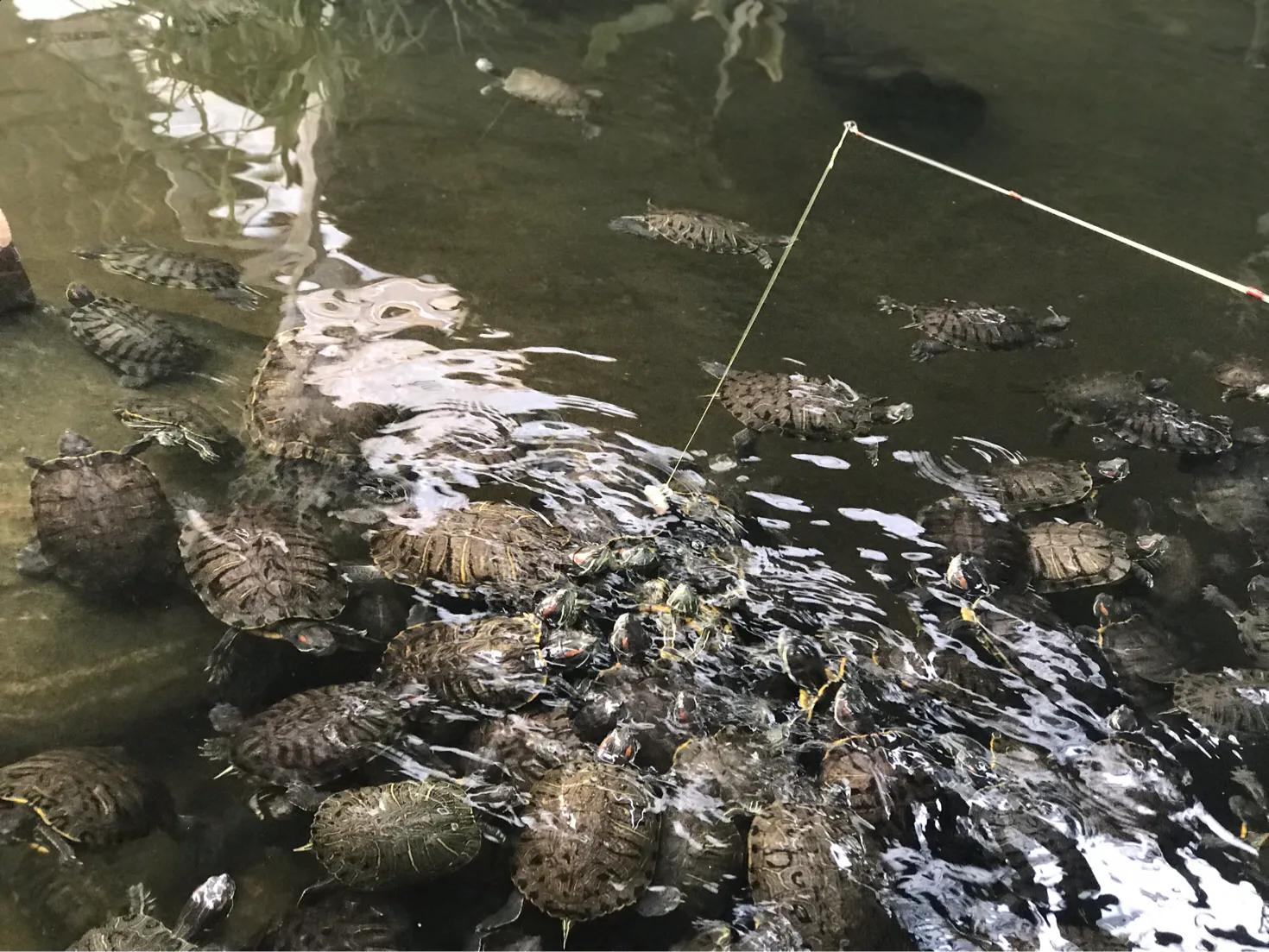 长隆飞鸟乐园拍鸟攻略,广州长隆飞鸟乐园可以摸哪些鸟