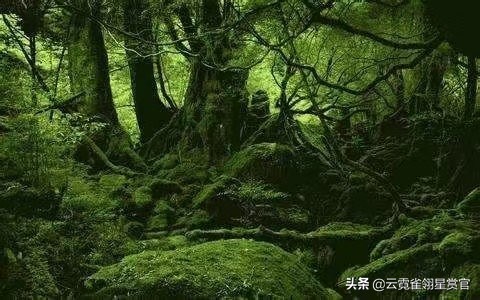 “绿色天堂”亚马逊雨林,实则是“人类禁区”,到底有多恐怖?