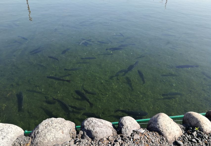 外国游客在日本钓鱼是一个什么样的体验?