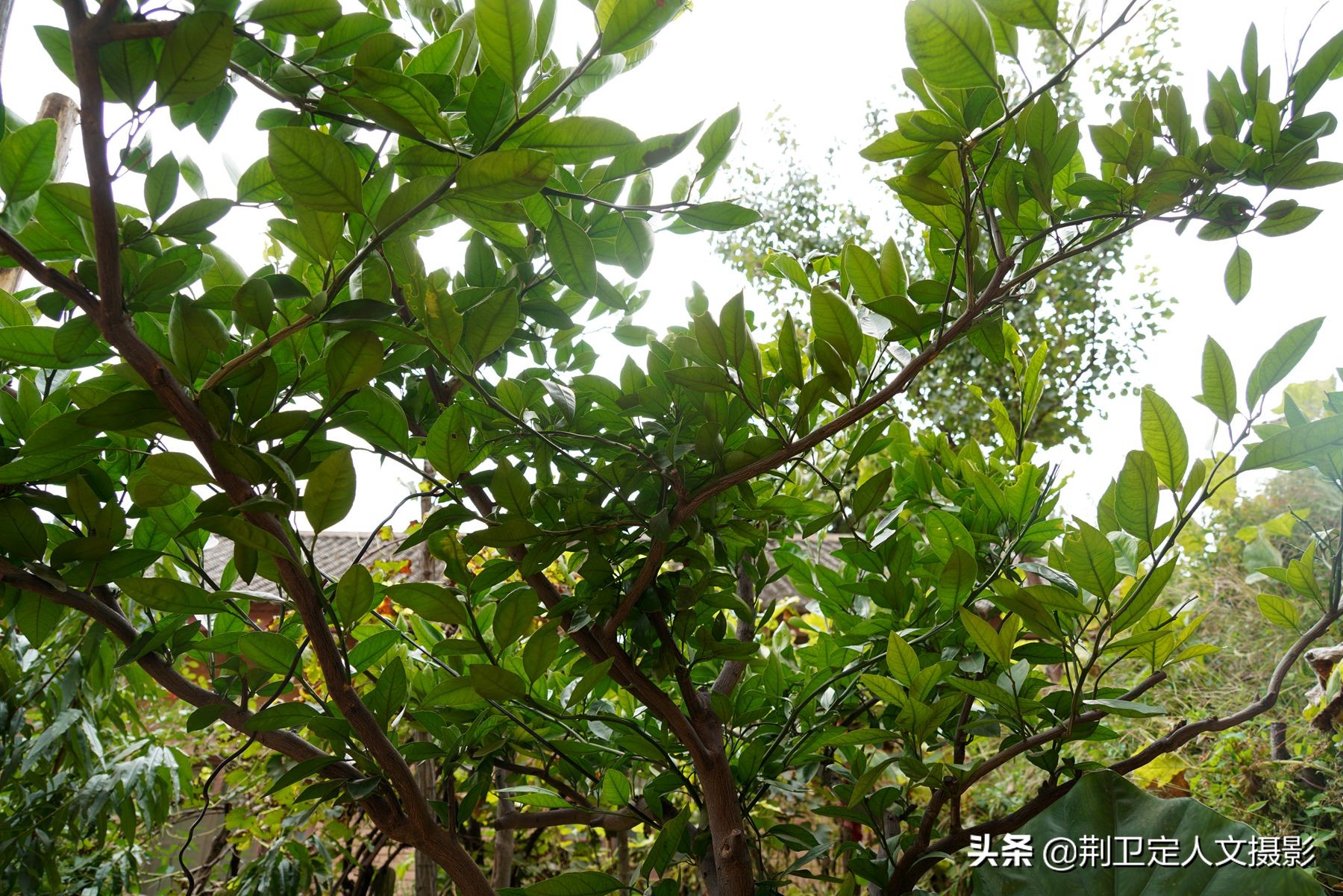 橘子树四五年了没结果,好几年的橘子树怎么不结果