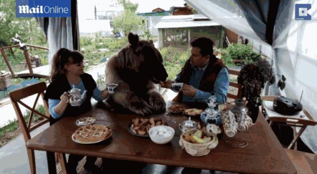 看看俄罗斯猫有多彪悍，徒手斗狗熊，单脚撕野狼！你是大佬我服了