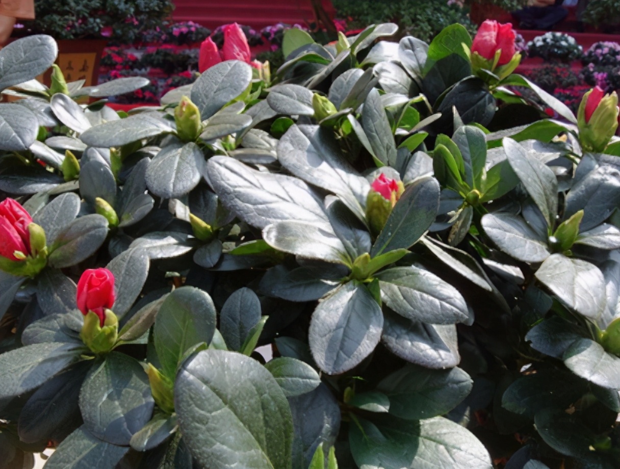 杜鹃花怎么养不长虫,杜鹃花怎么养才不掉枝呢