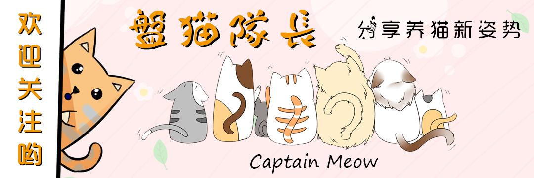 最会抓老鼠的猫是什么品种的猫,盘点十大最会抓老鼠的猫咪品种