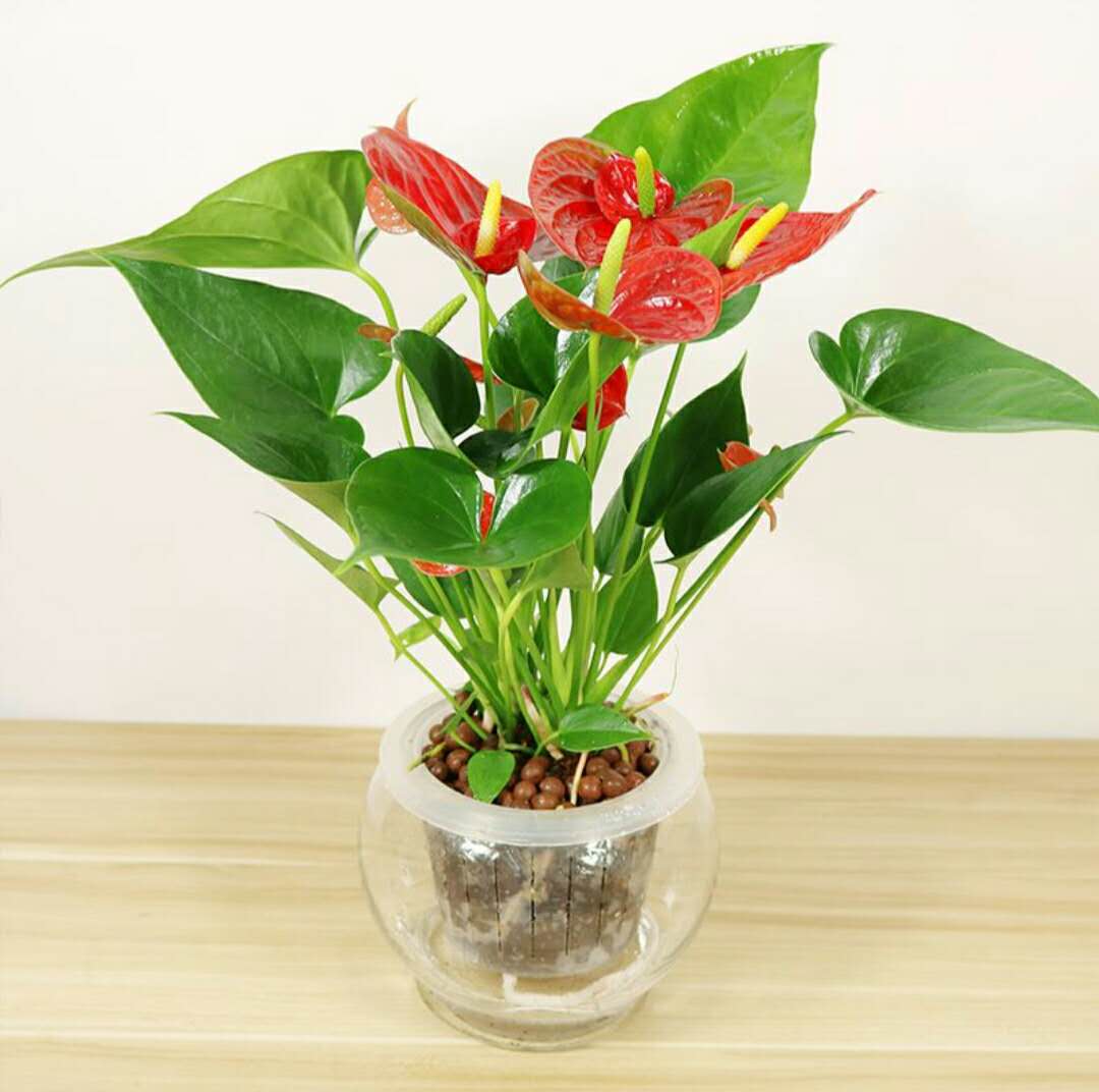 用什么水养绿植好看又漂亮,对空气好的绿植水养