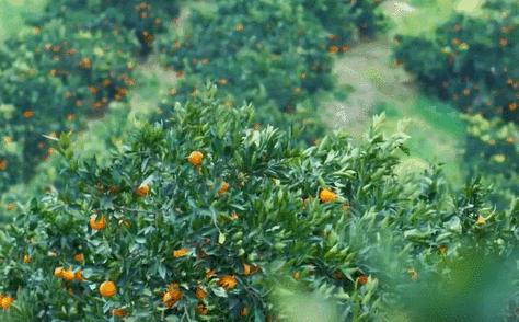 橙子怎么挑才最甜最好吃,橙子的品种哪个最好吃