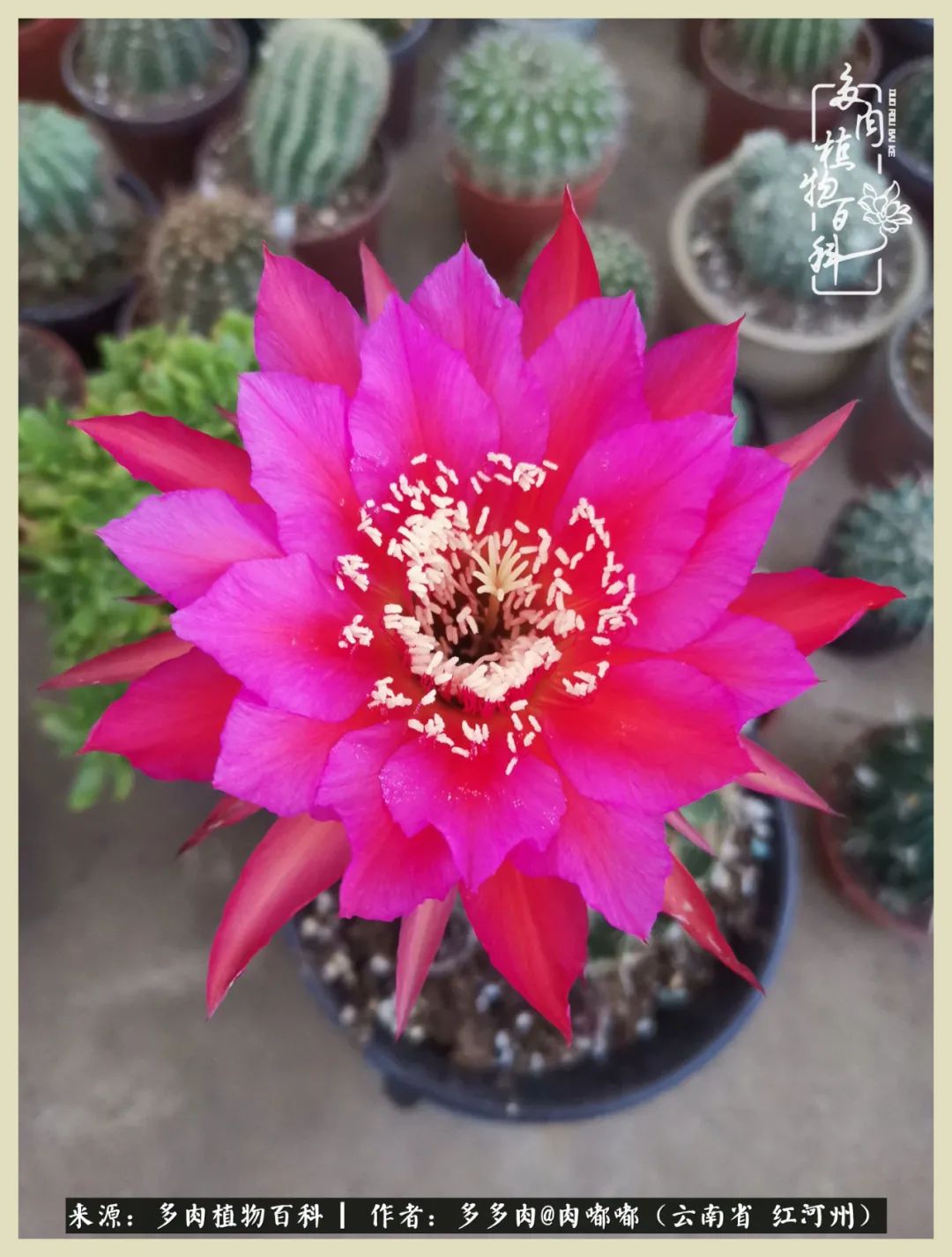 这个春天我们一起去赏花,这个季节我们一起去看花