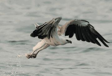 打不过就喷口水、喷排泄物,使用各种“下三滥”招术的动物