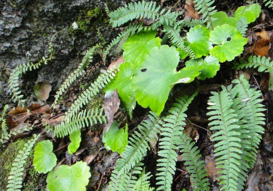 蜈蚣草可以吸收重金属吗,蜈蚣草最擅长吸收什么重金属