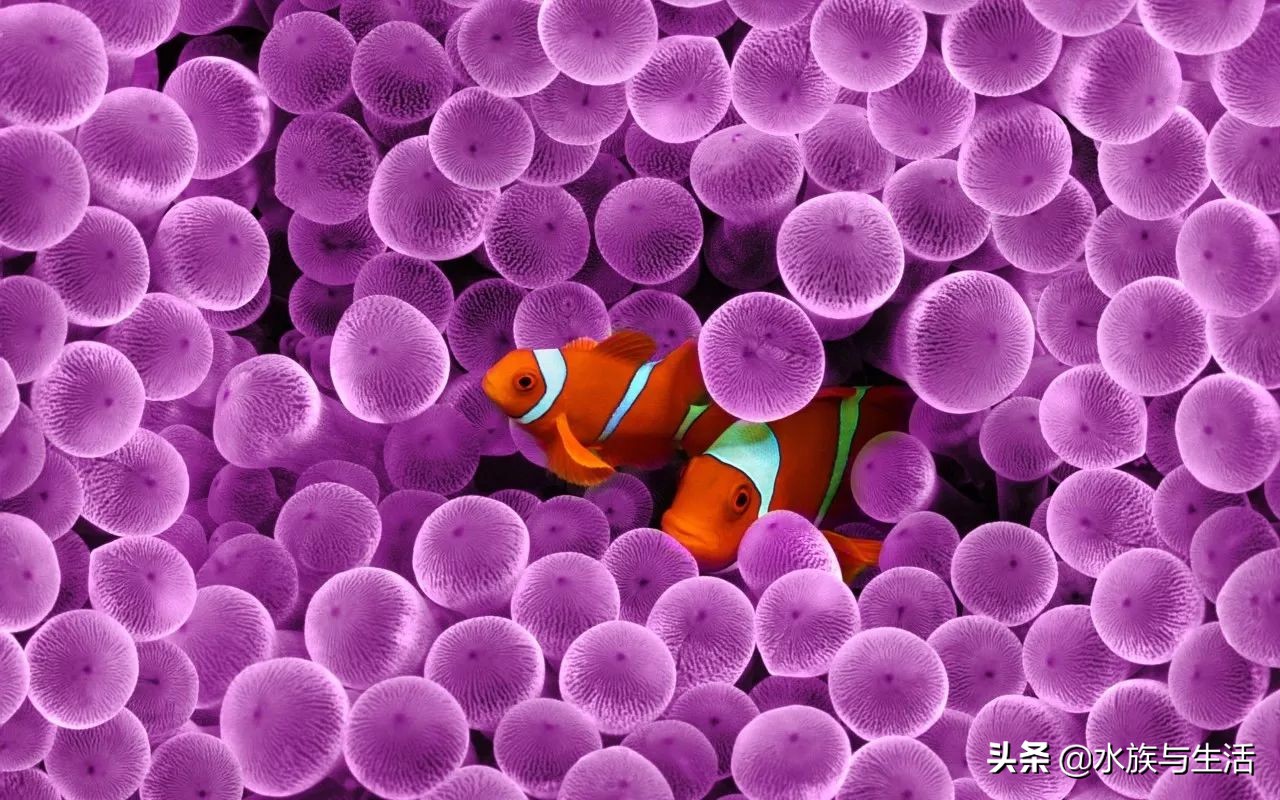 安纳塔汉女王真实身份,安纳塔汉岛女王多大了