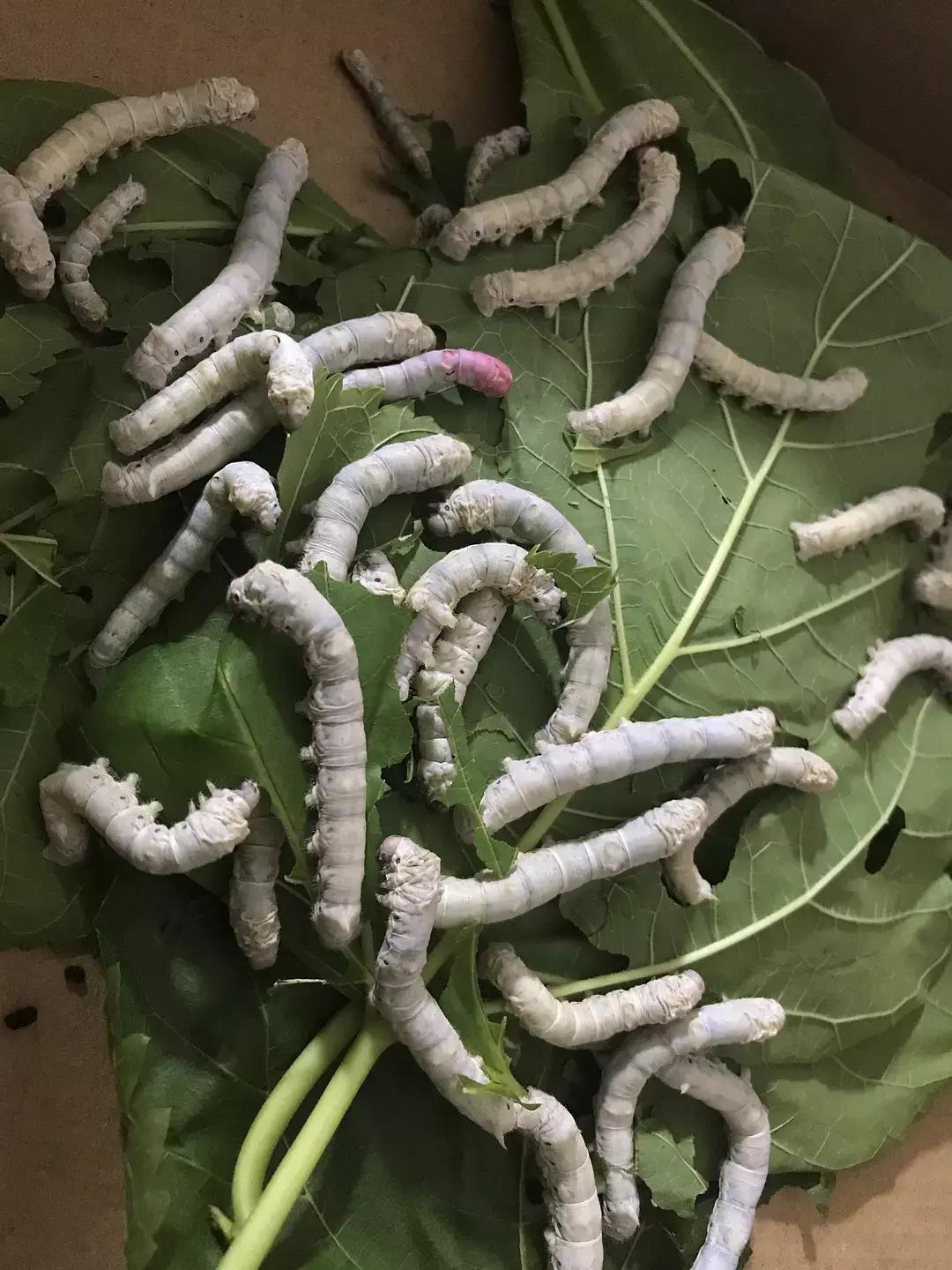 蚕宝宝你在养吗,蚕宝宝养的过密会死吗