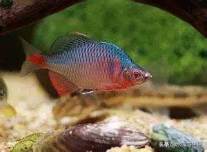 为什么原生鱼比热带鱼贵 (十大适合懒人养的国产原生鱼)