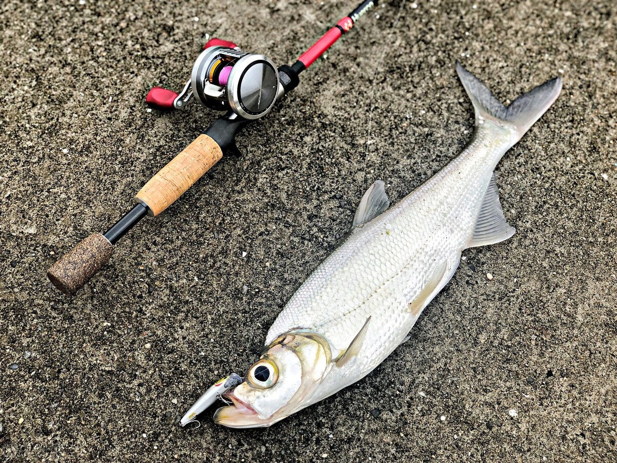 路亚竿应该怎么选择,路亚竿怎么选才合适