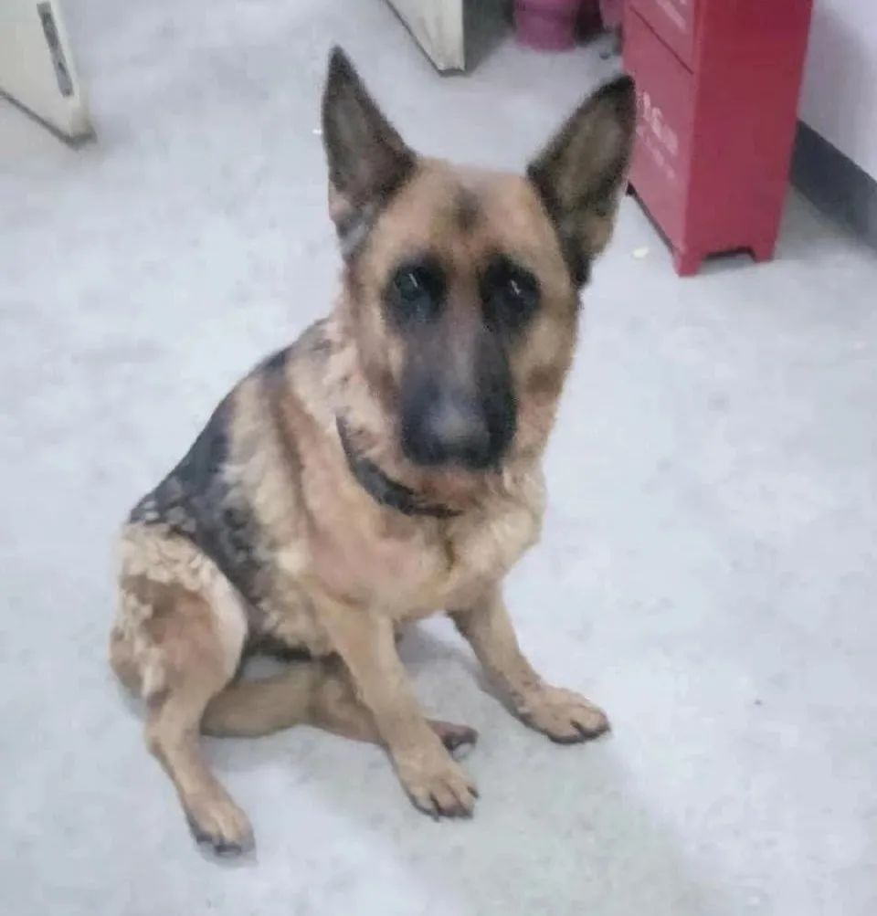 两只狗狗在五环车流中穿梭,前爪脚垫裂开!接下来一幕动人——