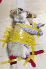 搞笑gif段子实在是猝不及防啊,搞笑gif段子狗都流口水了