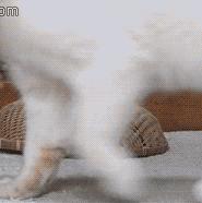 吸猫不得不知道的常识,沉迷吸猫的原因