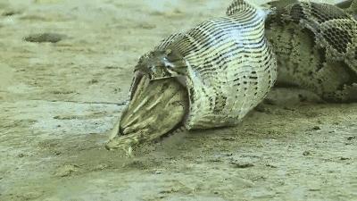 人类如果被蟒蛇活着吞进肚子里，用一把*首匕**能不能自救？