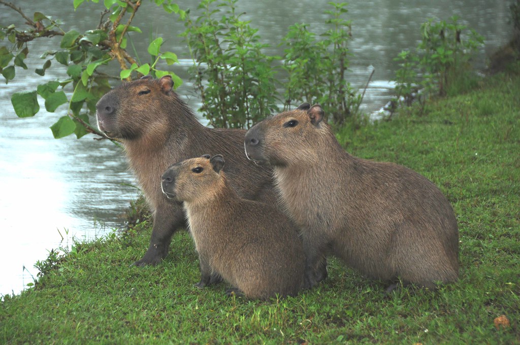 人类为何会如此害怕老鼠,为什么怕老鼠类的动物