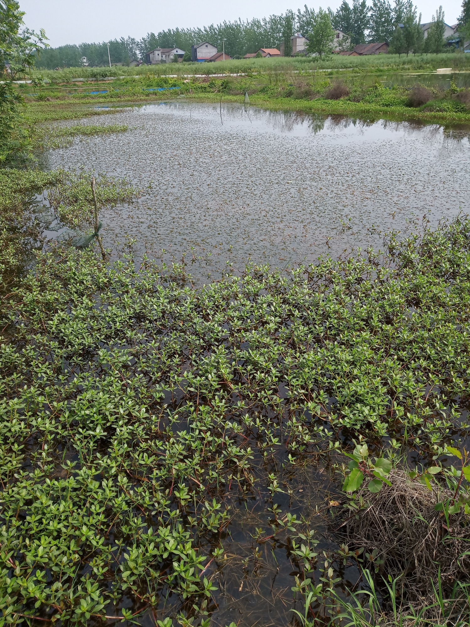 小龙虾夹断的伊乐藻照样生长,小龙虾夹伊乐藻是缺什么吗