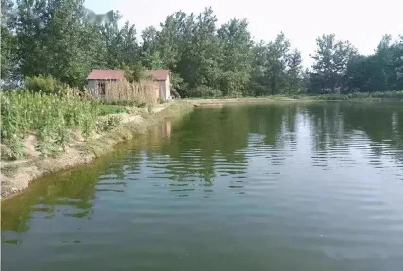 鱼加不上料,鱼得肝胆综合症不治会怎样