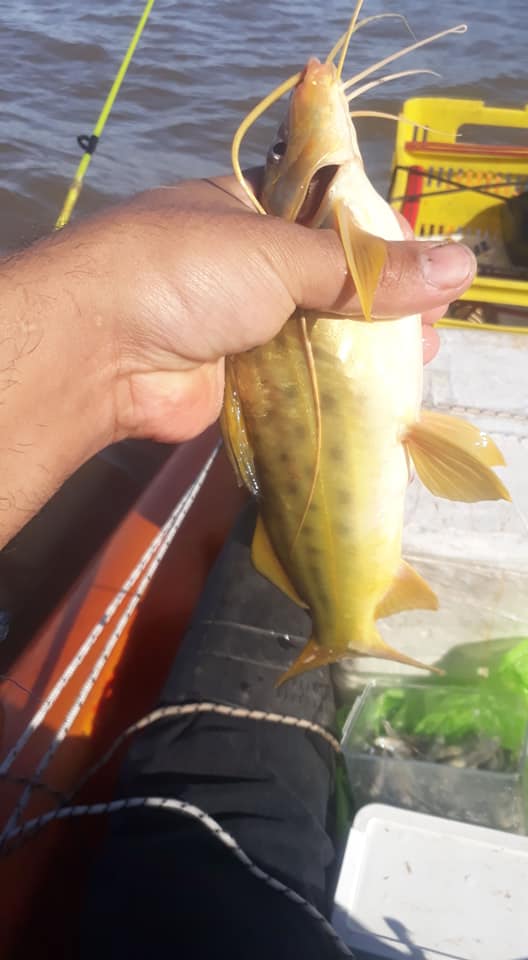 这才是最真实的国外钓鱼人，别崇洋媚外了，原来我们都被骗了