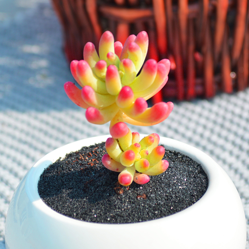 他养多肉10多年,总结出9个易出“高价老桩”的品种,适合新手