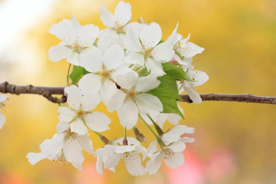 腹有诗书气自华的名句是谁写的,金句腹有诗书气自华