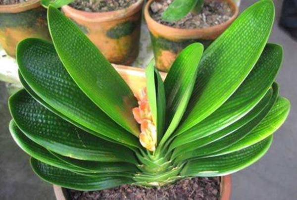 君子兰种子出芽了什么时间移苗,君子兰熟果种植方法