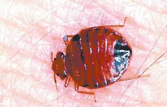 建房时容易出现的虫子,房子突然出现好多各种各样的虫子